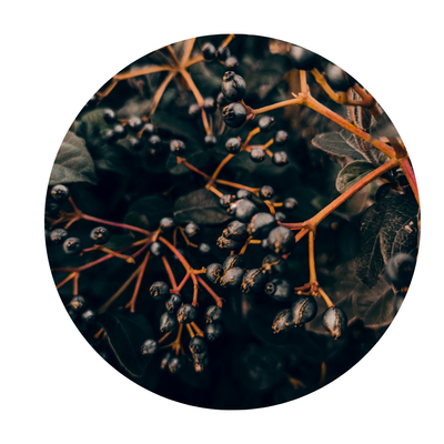 Elderberry