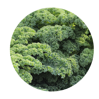 Lutein