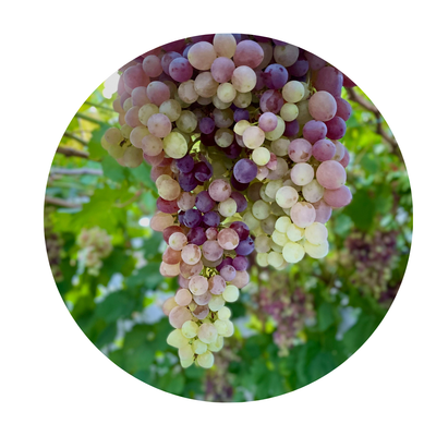 Grape Seed Extract
