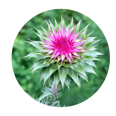 Milk Thistle