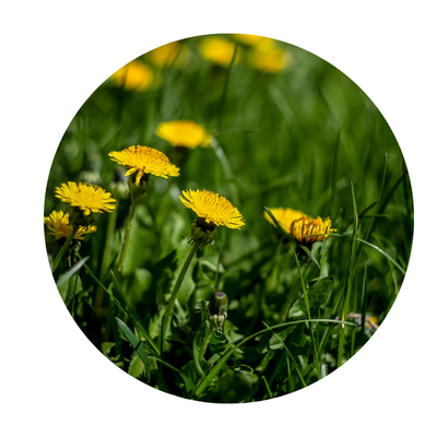 Dandelion