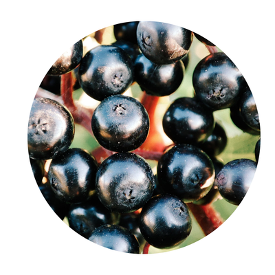 Acai Berry